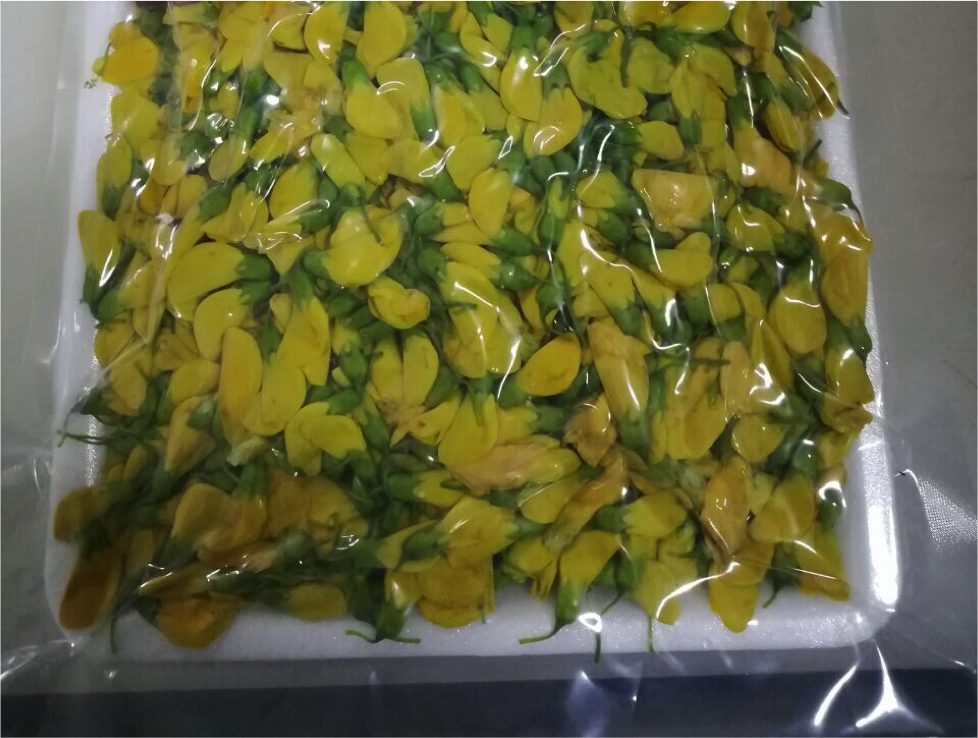 Frozen Sesbania Flower